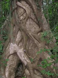 symbiotic relationships in tropical rainforest
